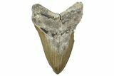Serrated, Fossil Megalodon Tooth - North Carolina #347040-1